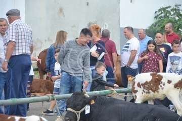 La feria de ganado, atractivo principal de la jornada matutina en Jinámar (Foto Antonio Alí y Francisco Javier Santana)